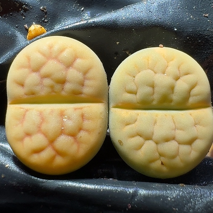 生石花1222222。   239