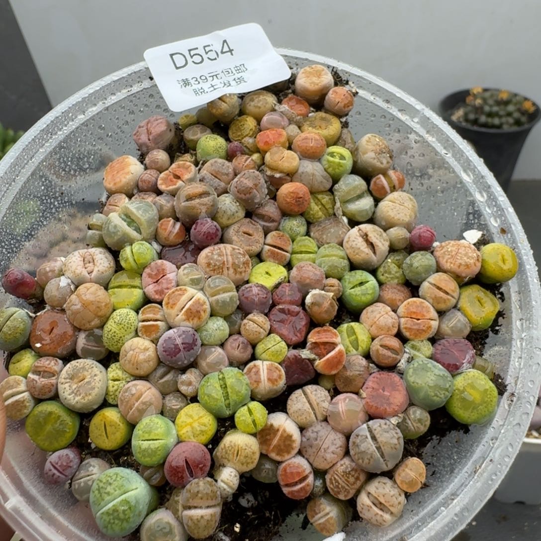 福***友554多肉哈哈哈哈哈