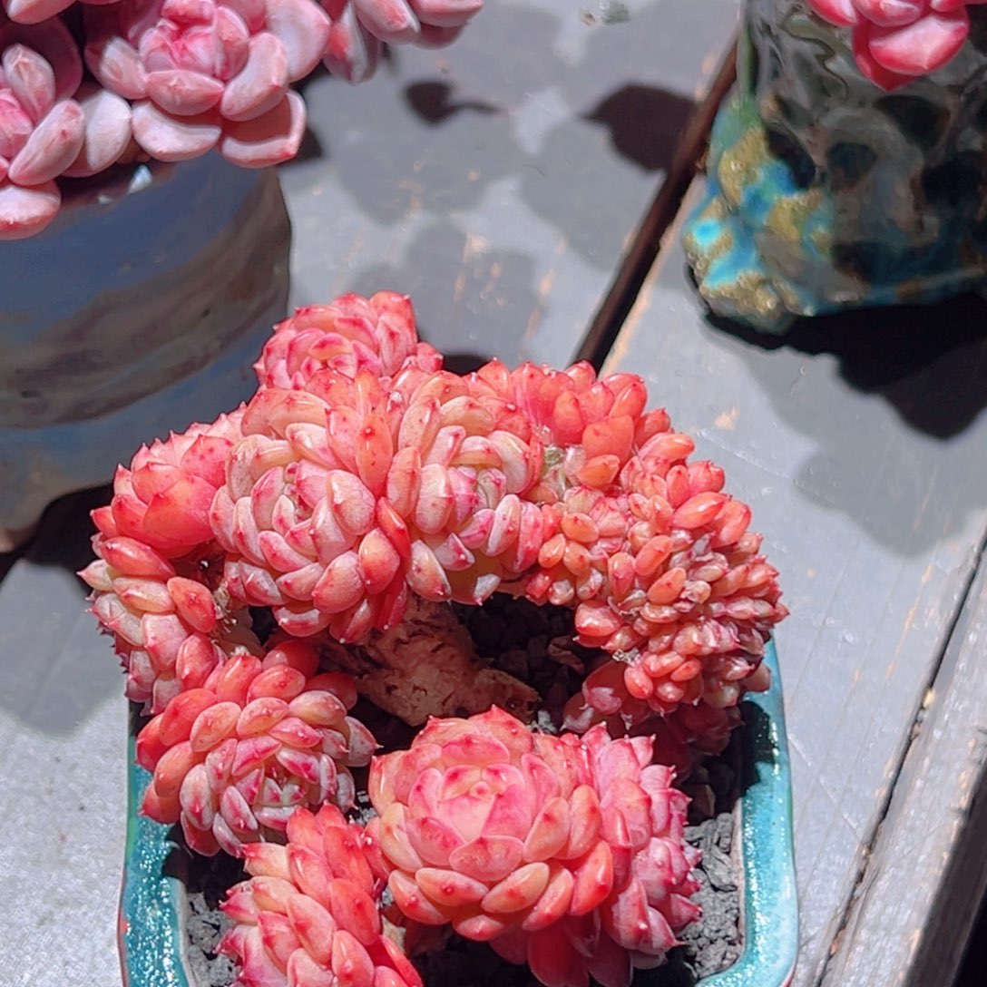 吉***㲺白胖子精品多肉老桩