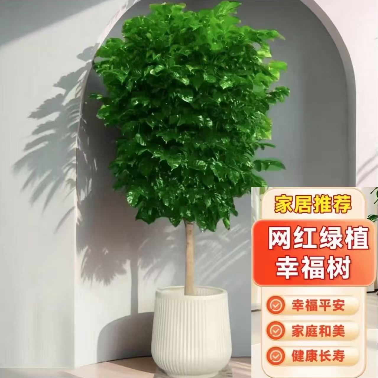 【京东送货上门】1.1-1.3m独杆幸福树棒棒糖净化空气吸附甲醛