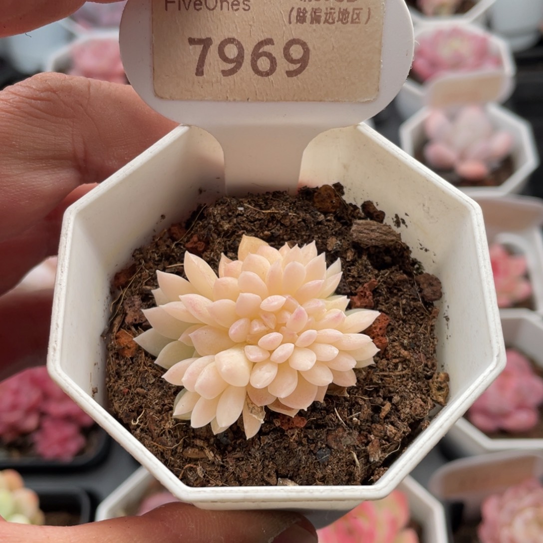 ****王白雪缀7969-4.5厘米