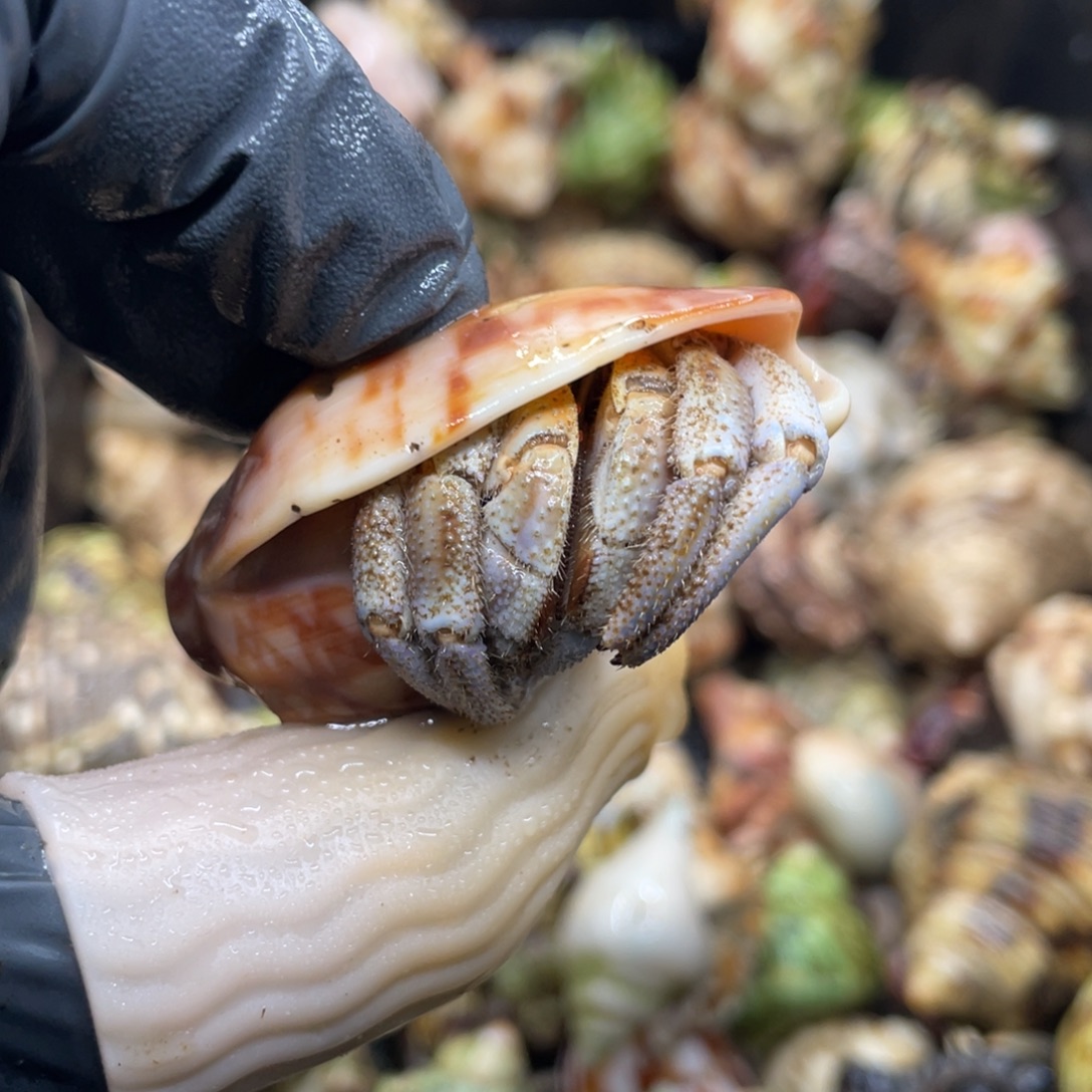 不退不换活体宠物109