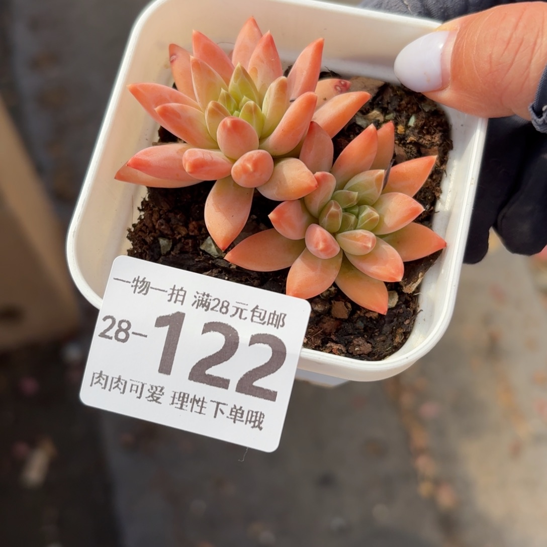 陨石无盆土发货无盆