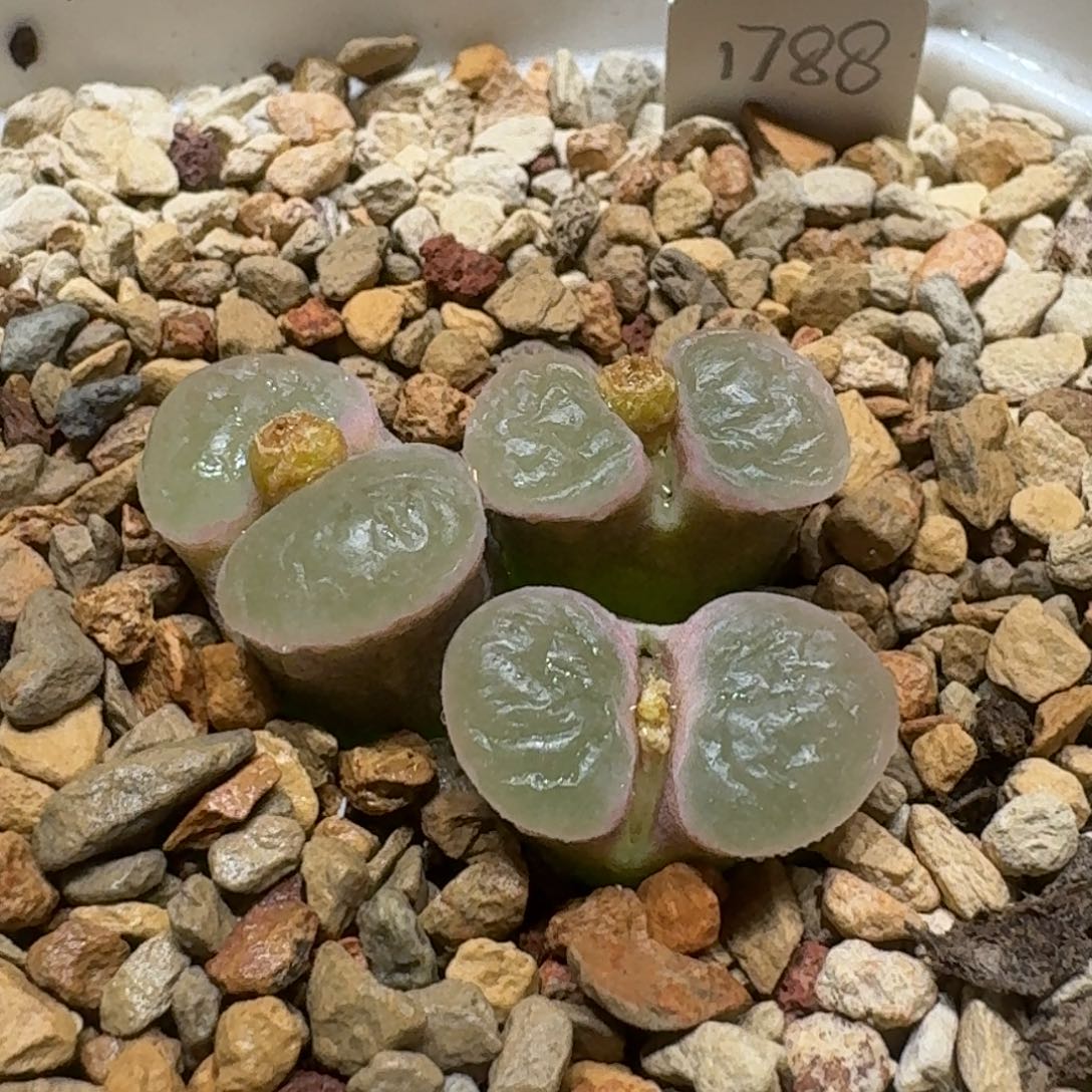 小****0213-39肉锥肉锥1788