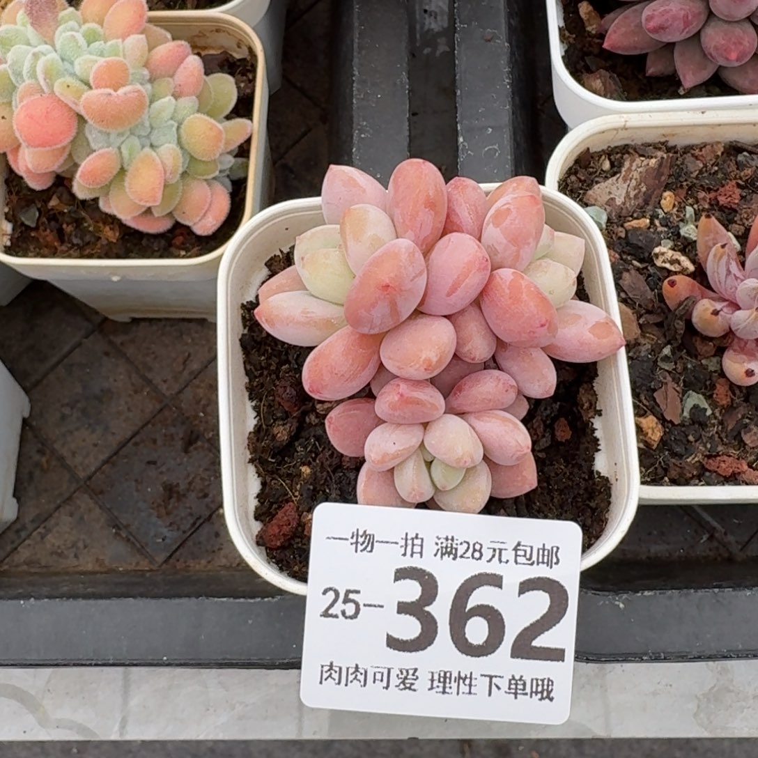 樱花洛神无盆无发货