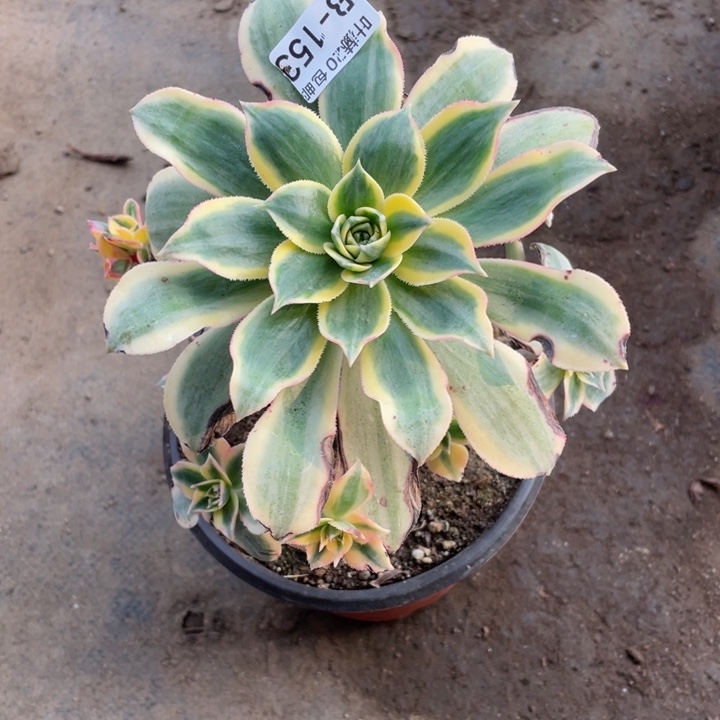 153灿烂多肉12345578，啊123456788