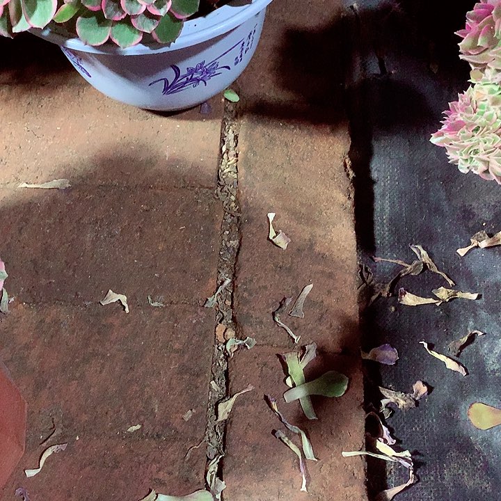 加保温的，多肉植物