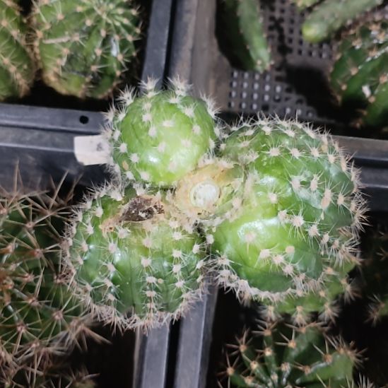 仙人球凤羽24号群微瑕