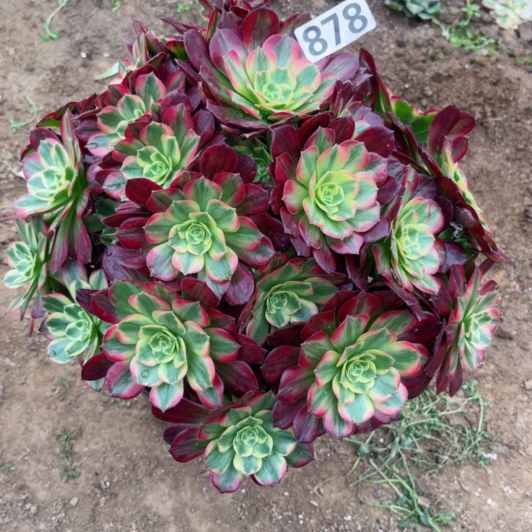 f****o878安娜拉丝多肉植物