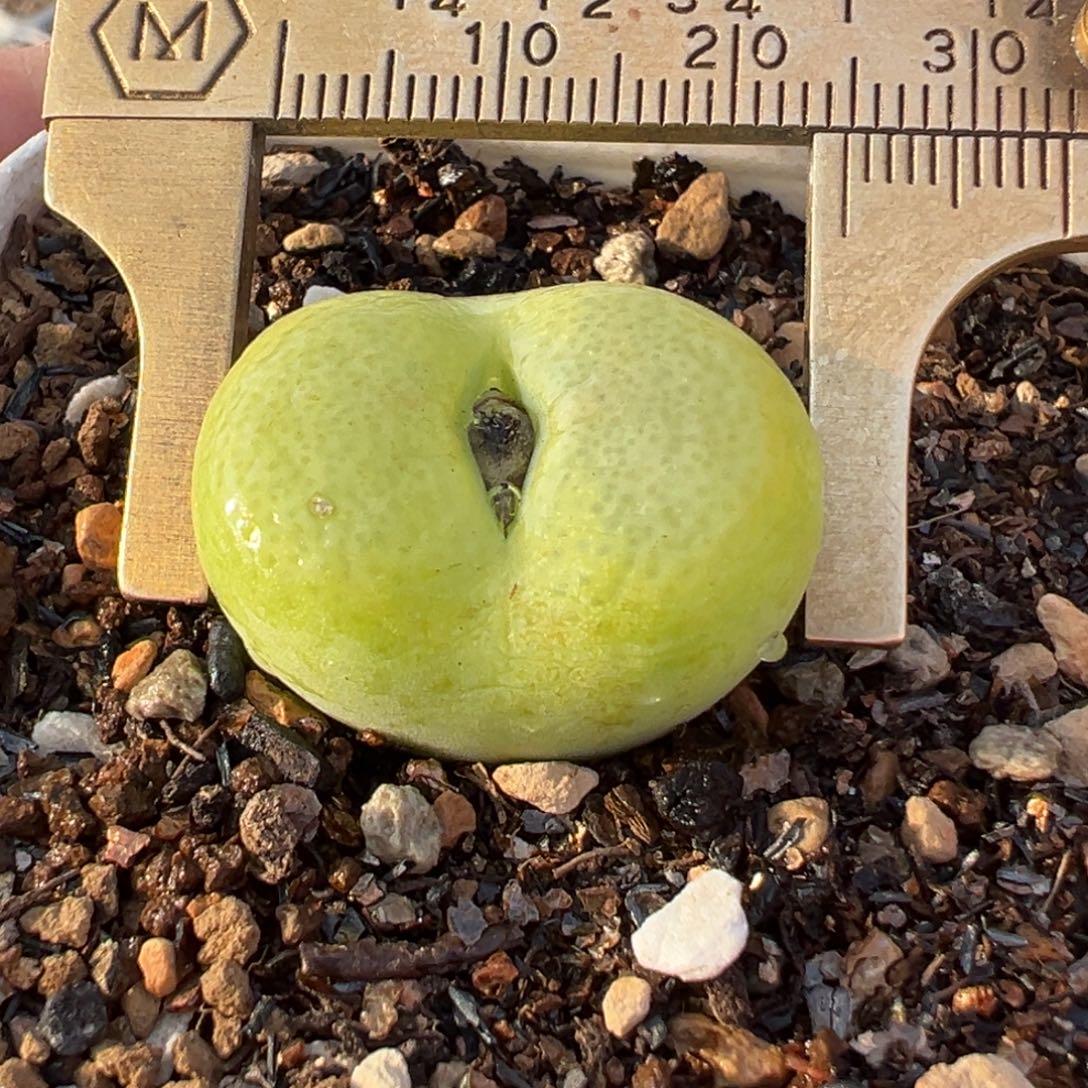 翠光母本带盆多肉植物