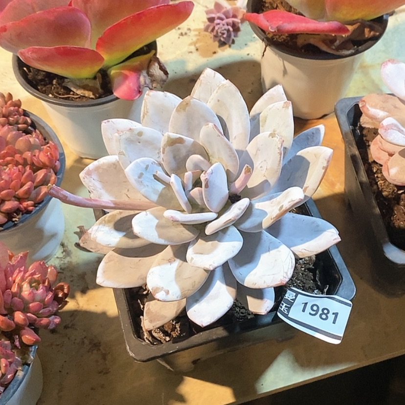 【闪购商品】雪莲1981