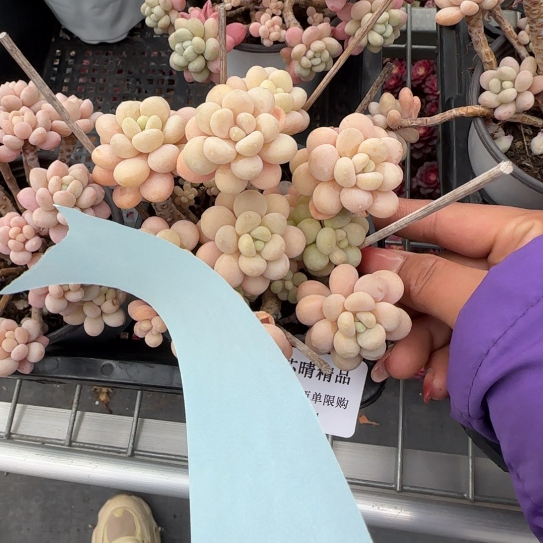 闪购精品多肉141号