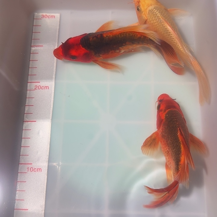 海水鱼蝴蝶里冷水观赏鱼