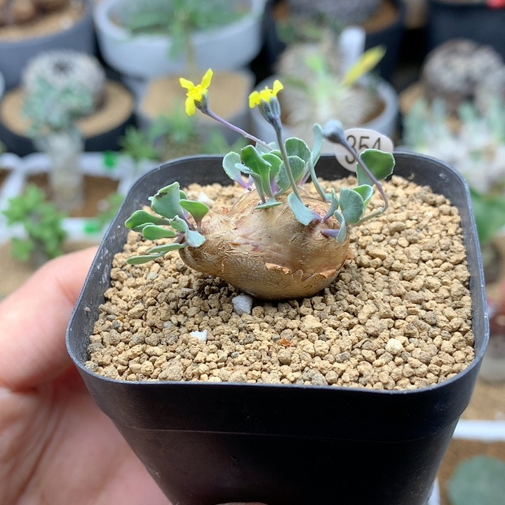 格加厚敦菊母本带盆