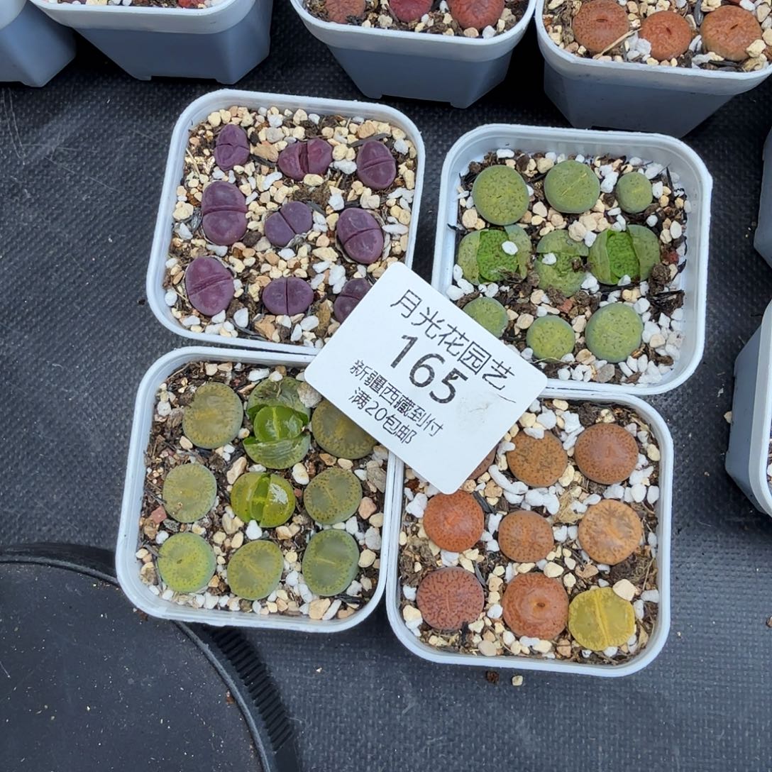 是一个不想被束缚到165这个