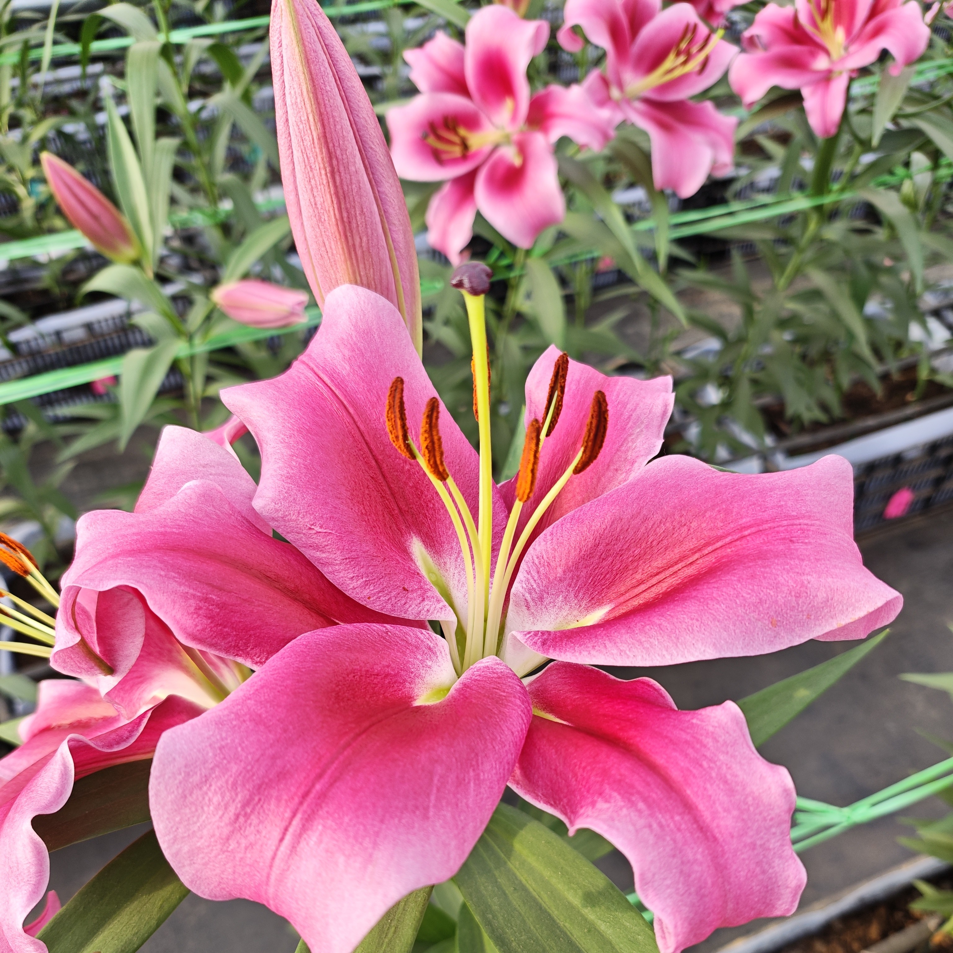 （大连）香水百合东北基地直发水生鲜切花