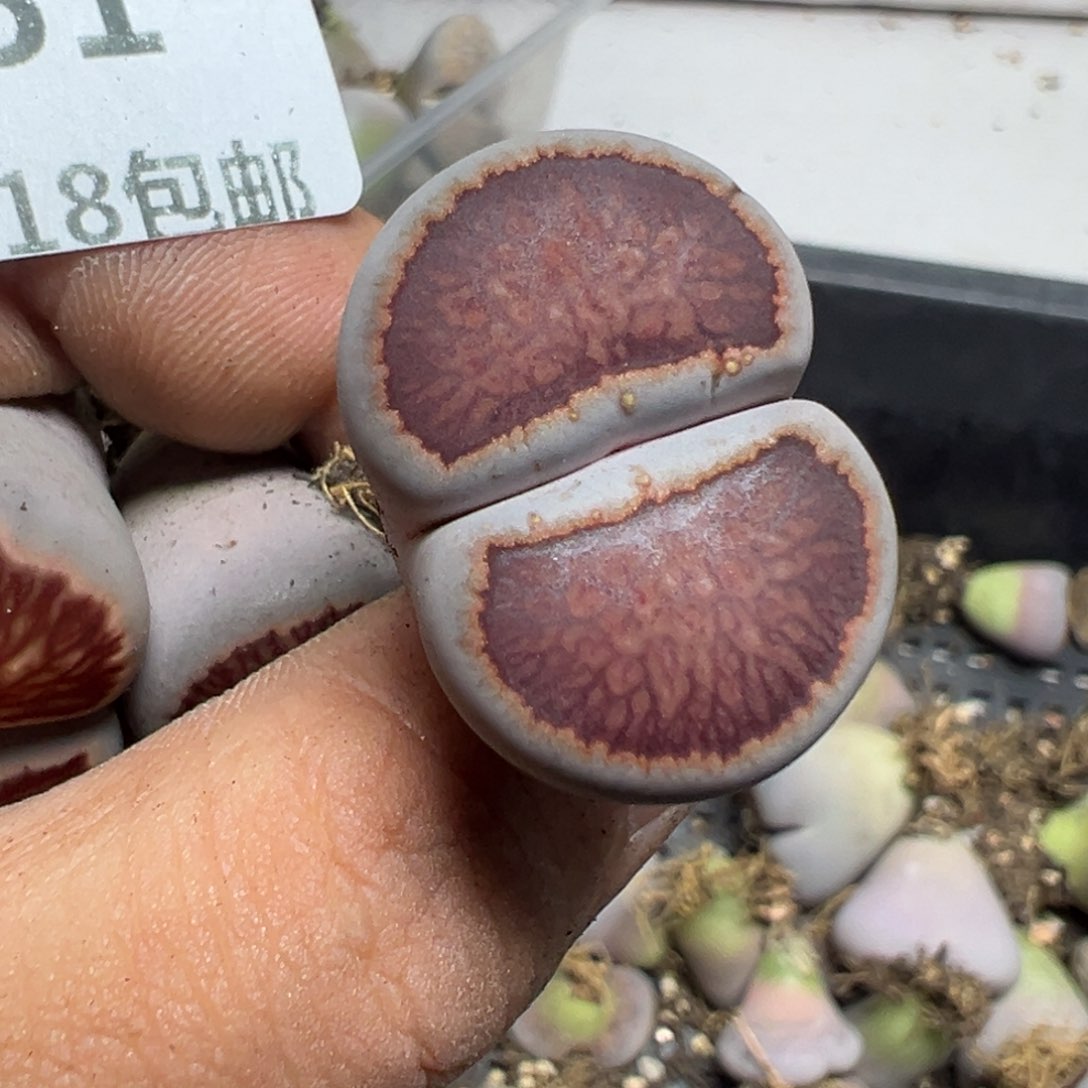 【闪购商品】✨*木 151。     