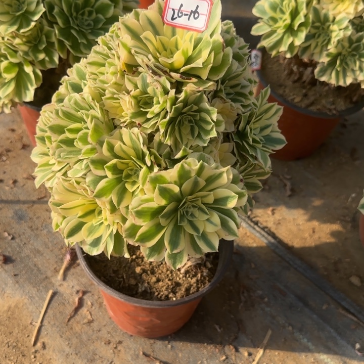 26-16迈巴赫处理不包售后