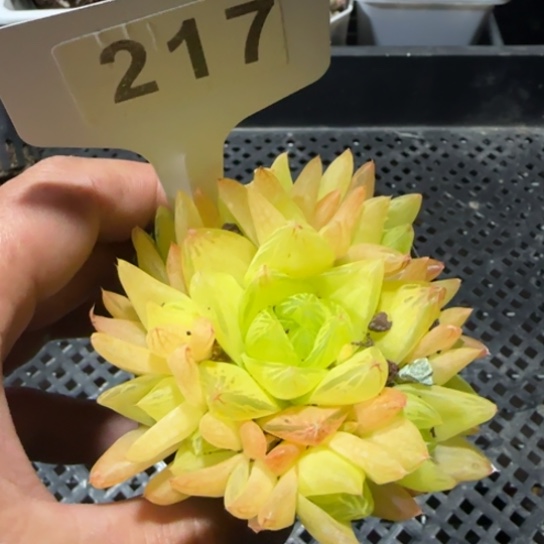 217黄金玉露一物一拍多肉