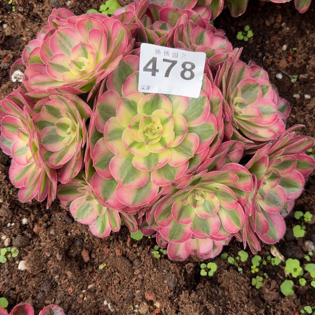 多***婆无花朵478多肉法师发货