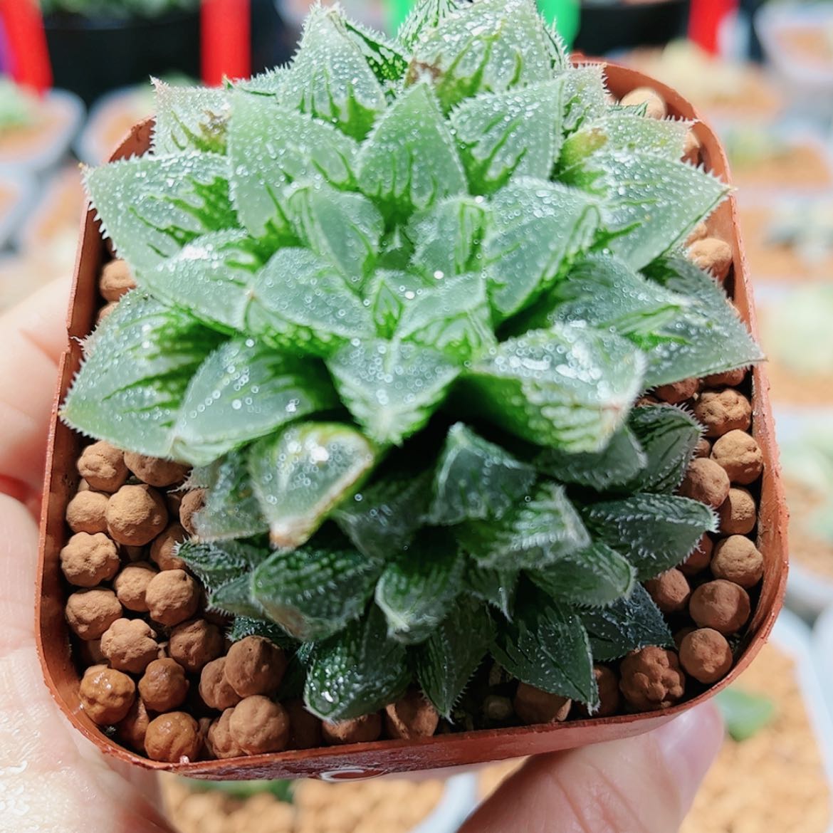 【闪购商品】冰沙糖