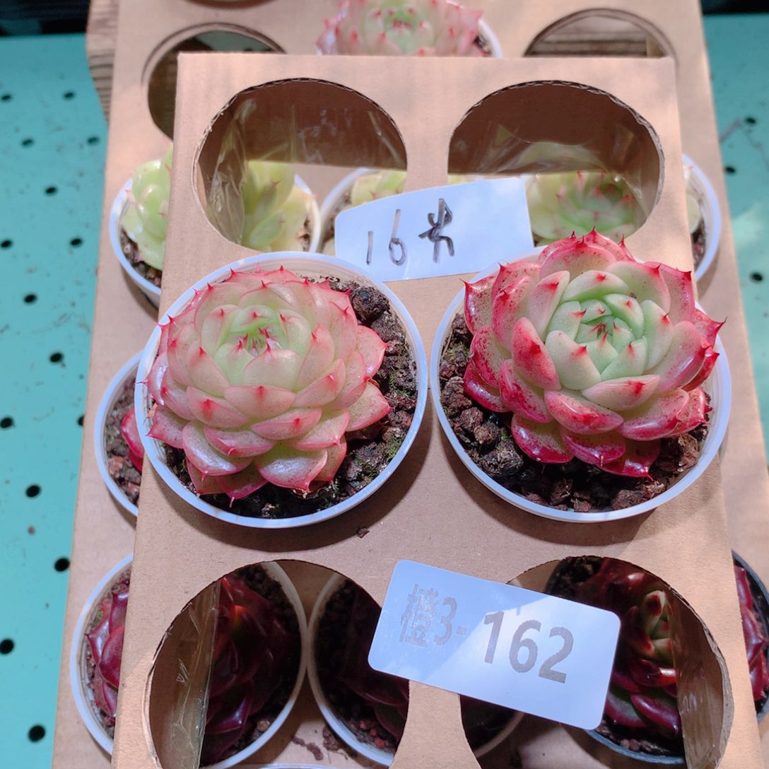 3-162一物一拍多肉带盆2颗