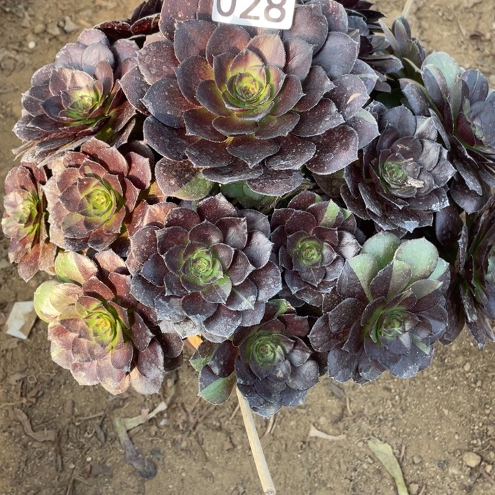 无花朵028黑美人多肉植物