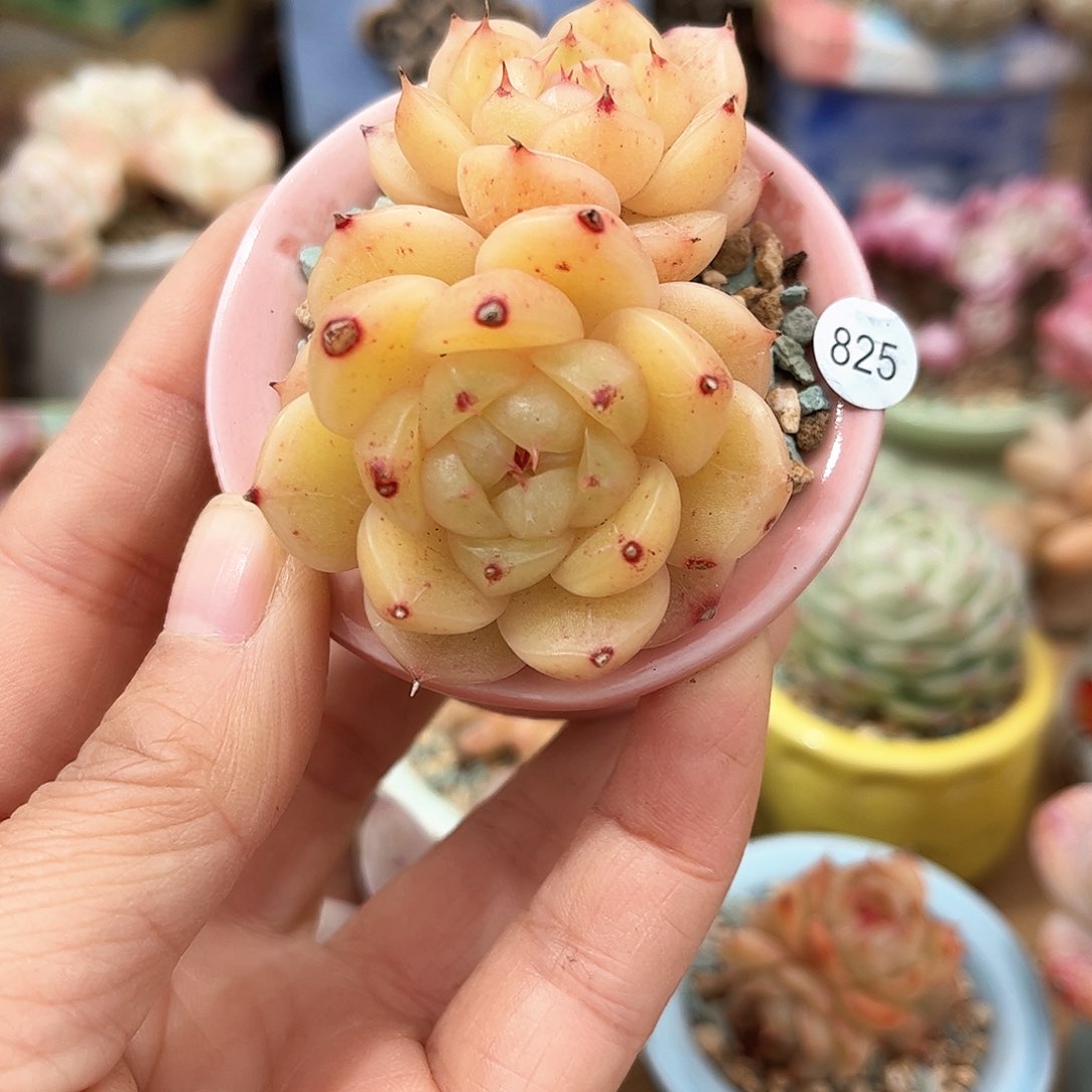 825 多肉含盆土30元包邮除偏远