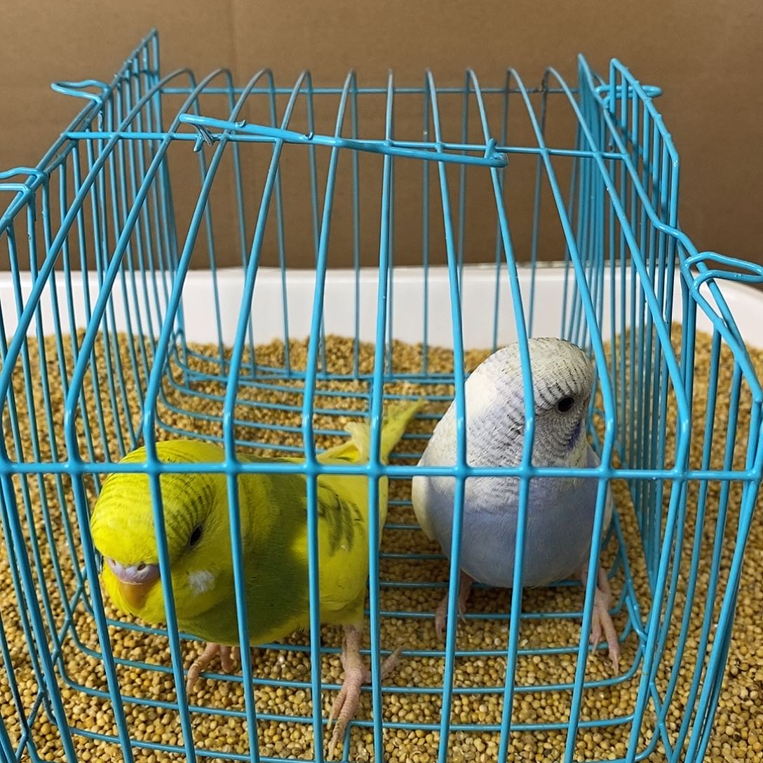 虎皮鹦鹉大头虎皮