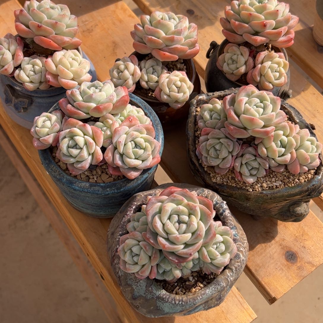 白*驼六颗粗腿冰玉打包特价