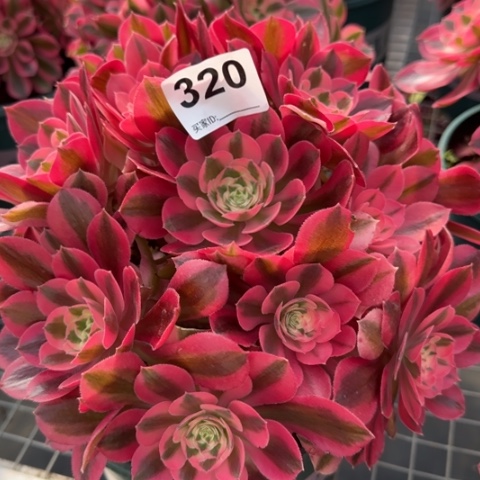 320女巫20厘米左右