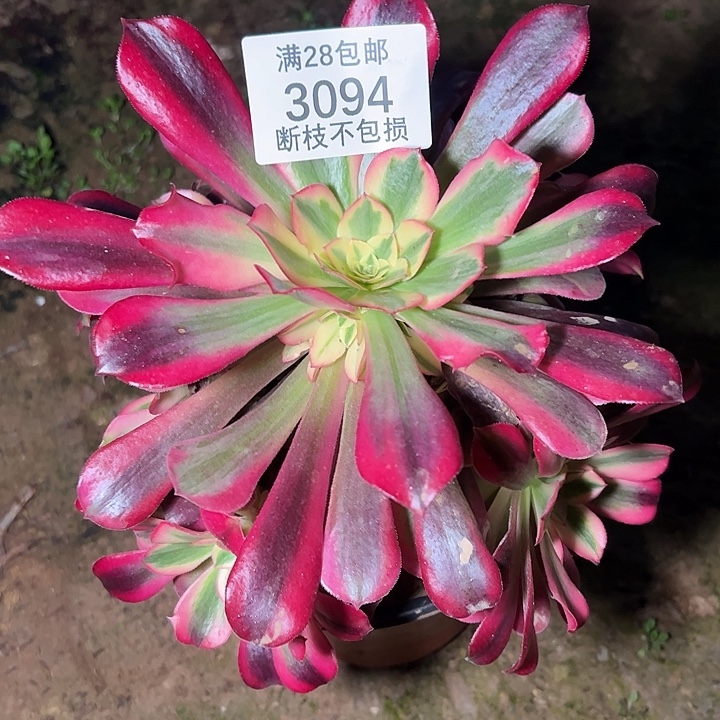 3094美杜莎多肉植物