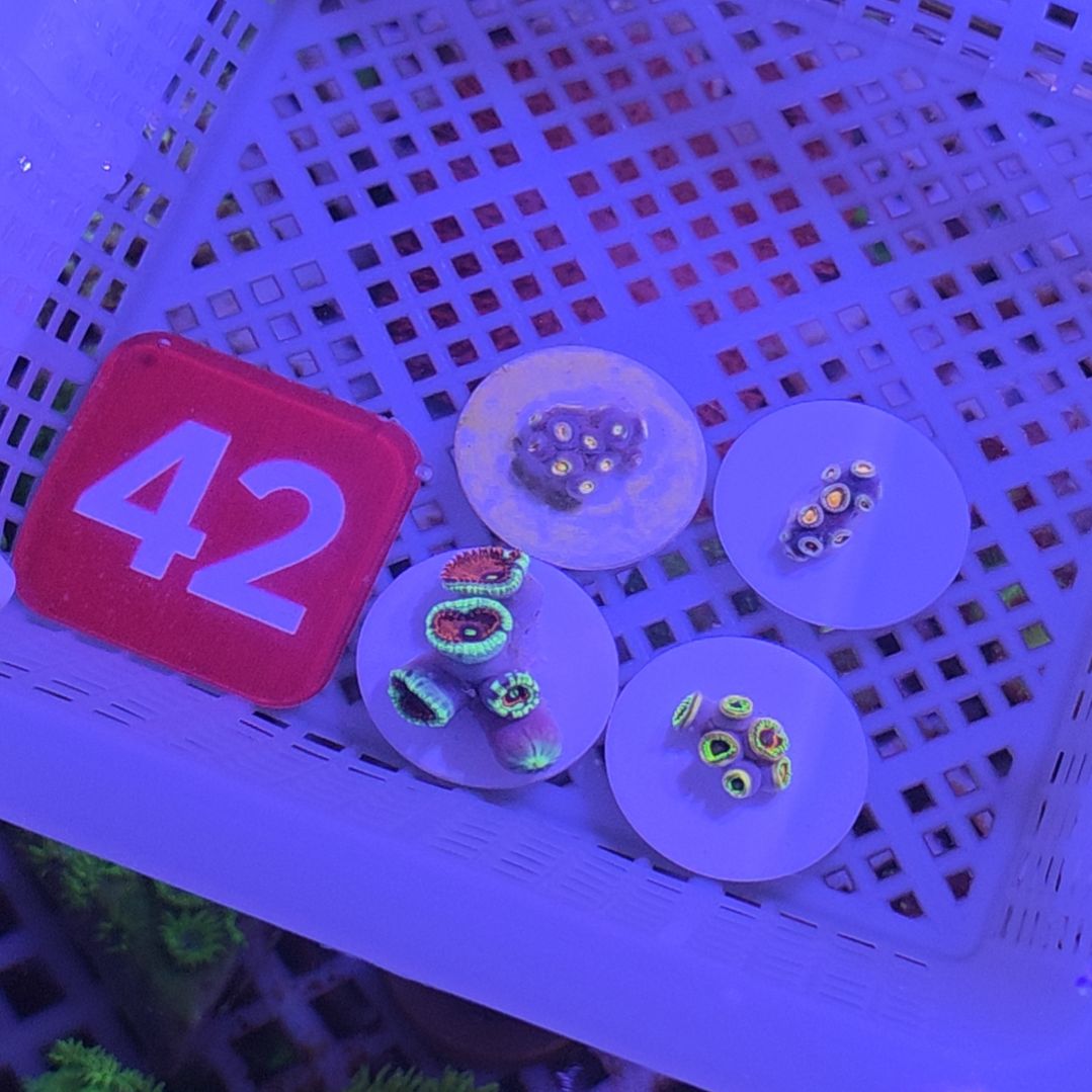 中国大陆42 号框直播间挑选纽扣