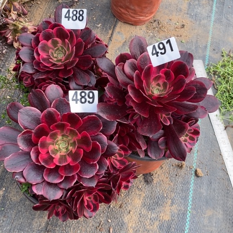 苏****6美杜莎3棵多肉植物法师不包损