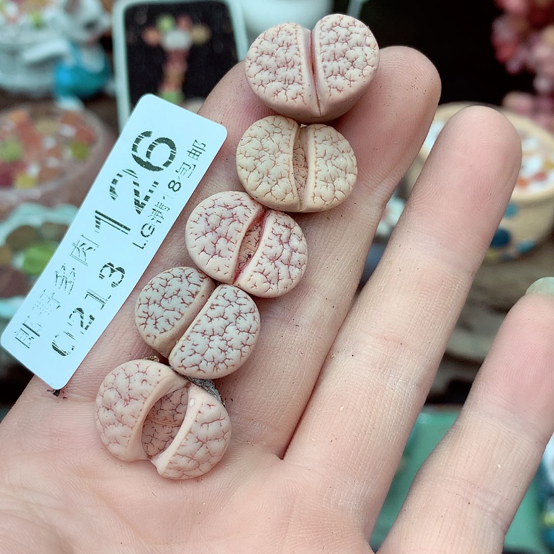 郎哥多肉生石花13-126