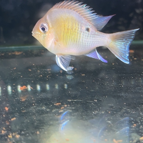 慈鲷特价球体10+圣塔伦月亮1只