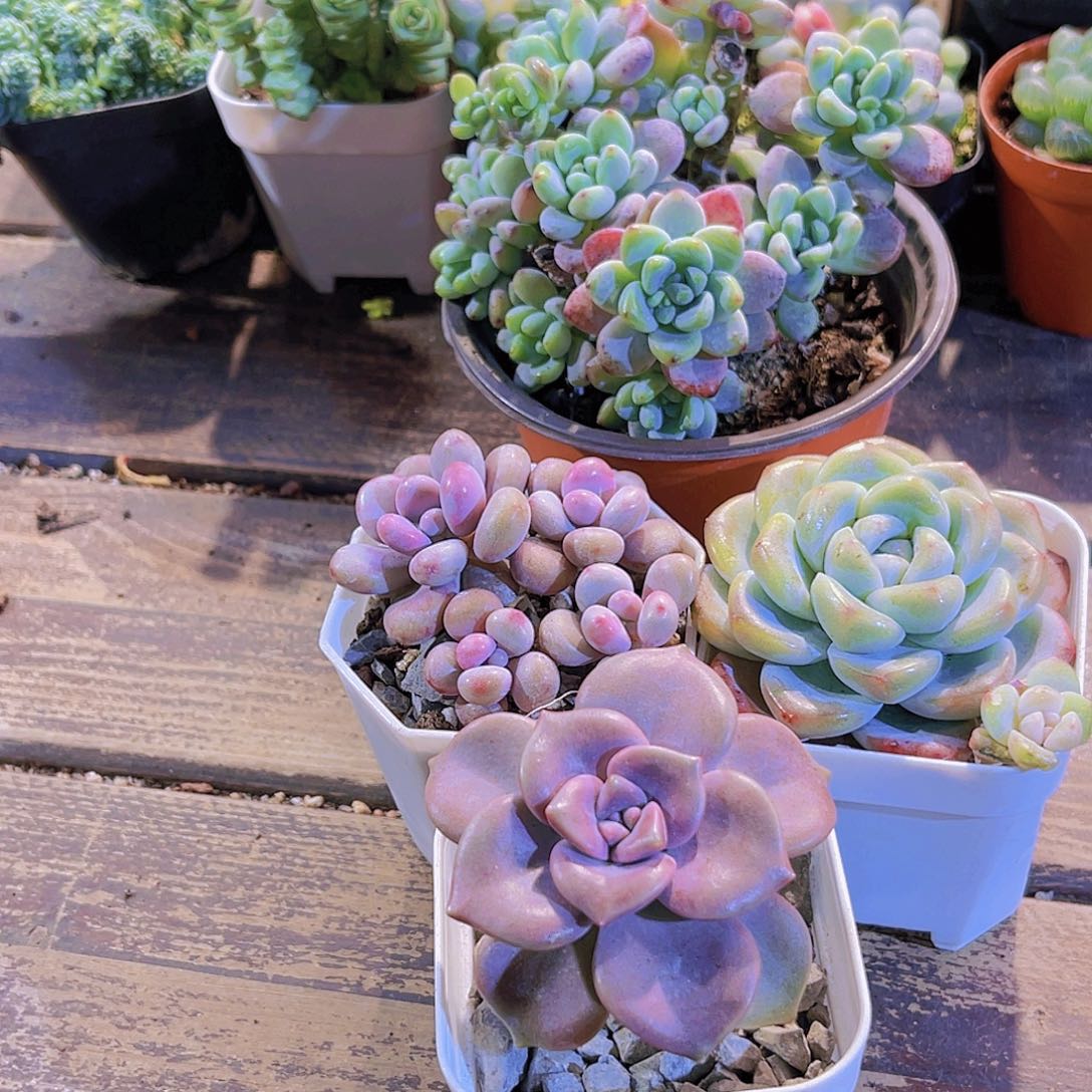 劳尔群。桃蛋。冰玉单。紫乐