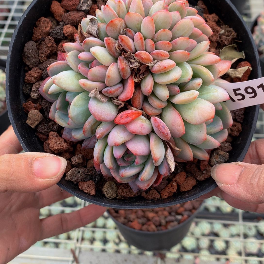 591全明星嗯嗯嗯我想吃
