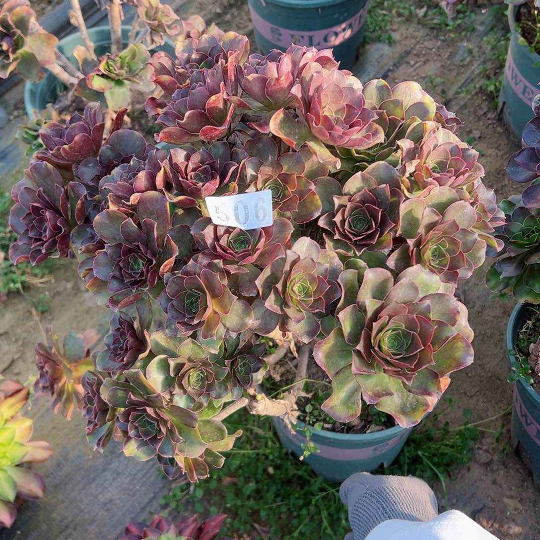 紫砂茶宠魅金玫瑰朵朵506号