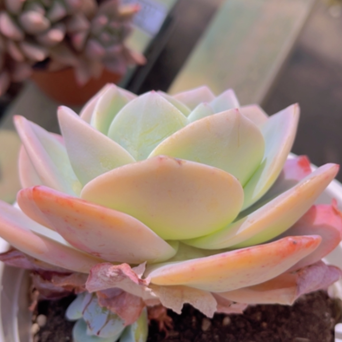 【闪购商品】奶茶多肉1084