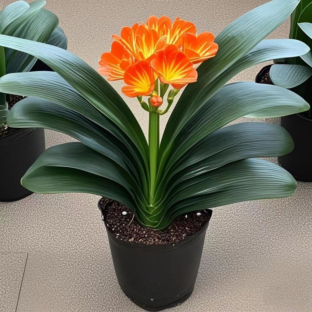 四季君子兰盆栽客厅君子兰苗君子兰花君子好养易活室内君子兰盆栽