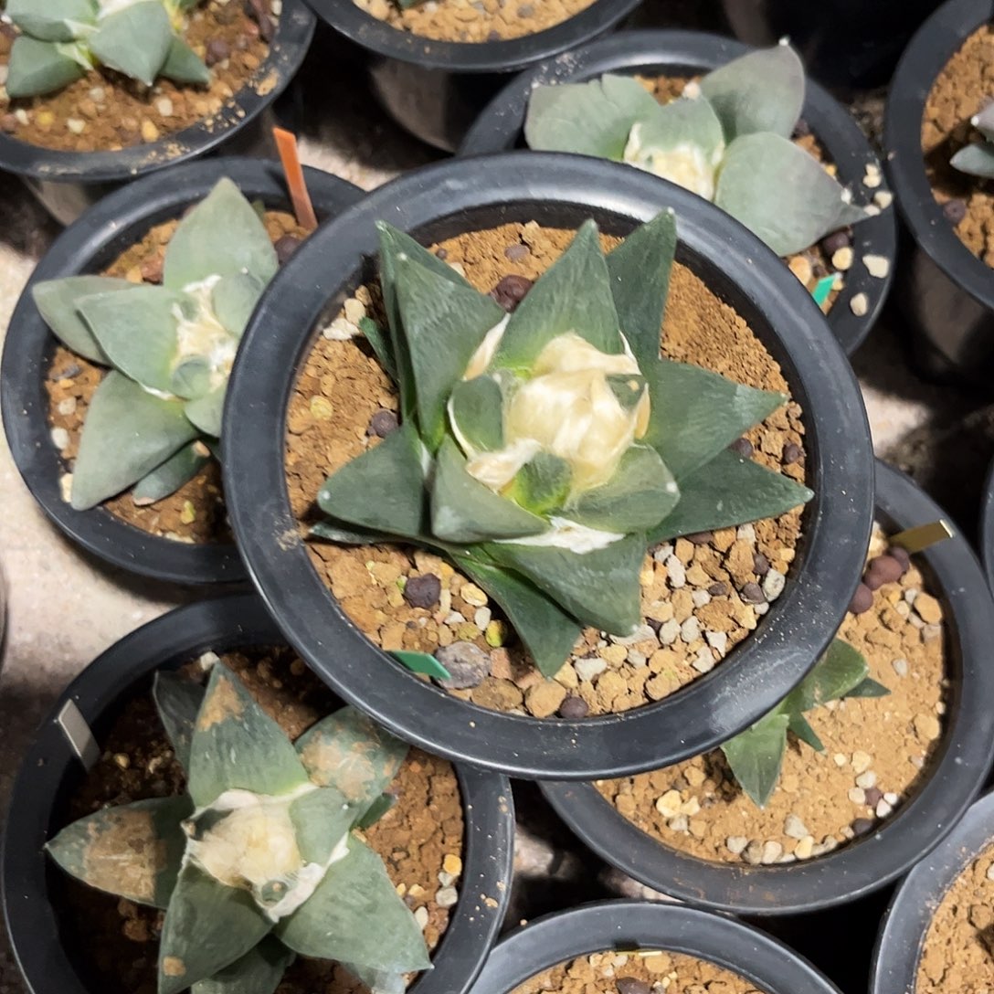 34号实生象足牡丹