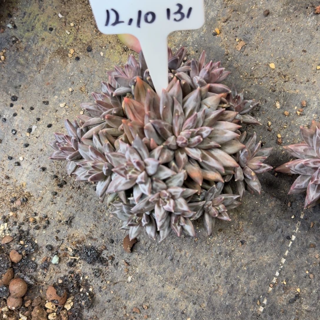 小***_一物一拍紫雾星云131