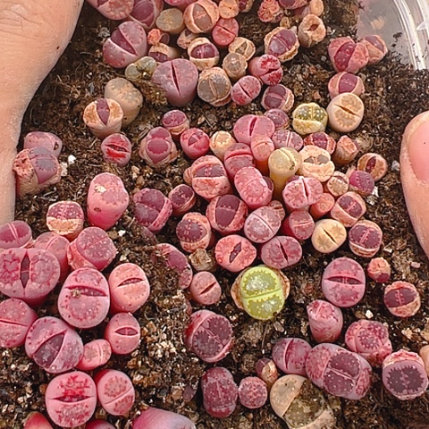 【闪购商品】24704