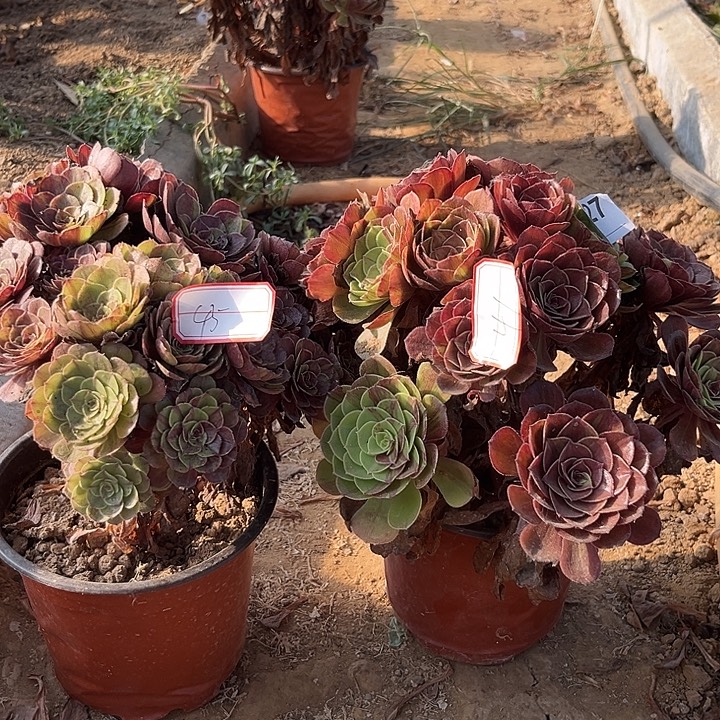 花月夜多肉植物两个