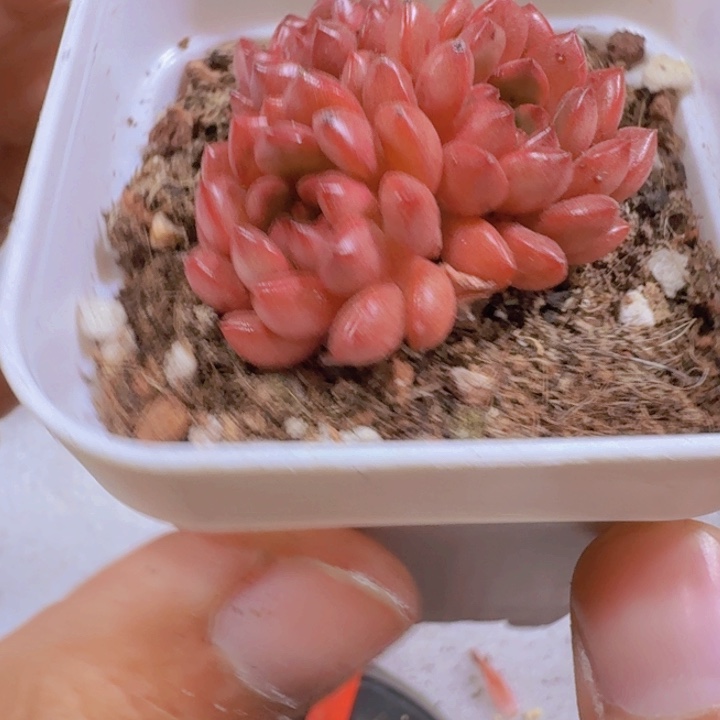 鸡血红宝石群一颗