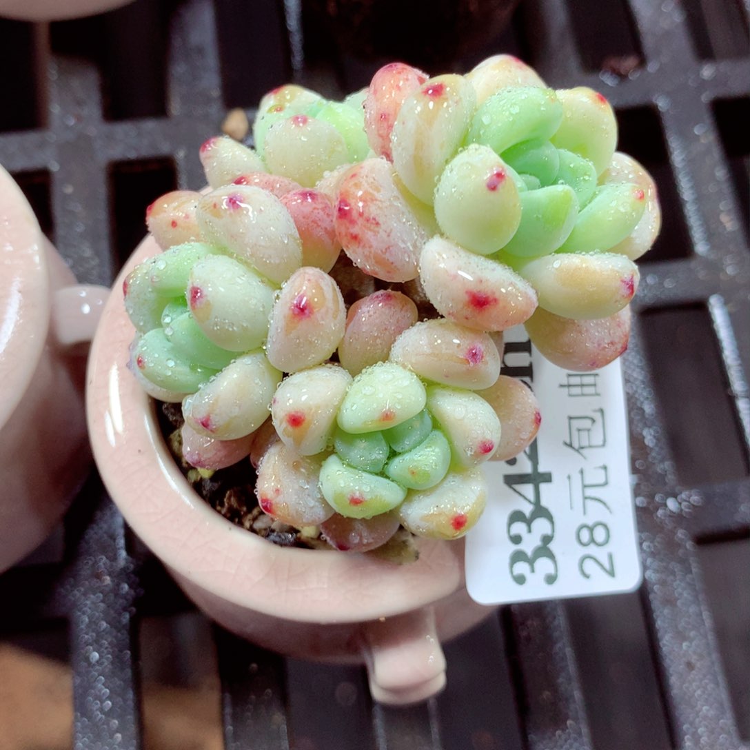 5厘米盆精控多肉3342