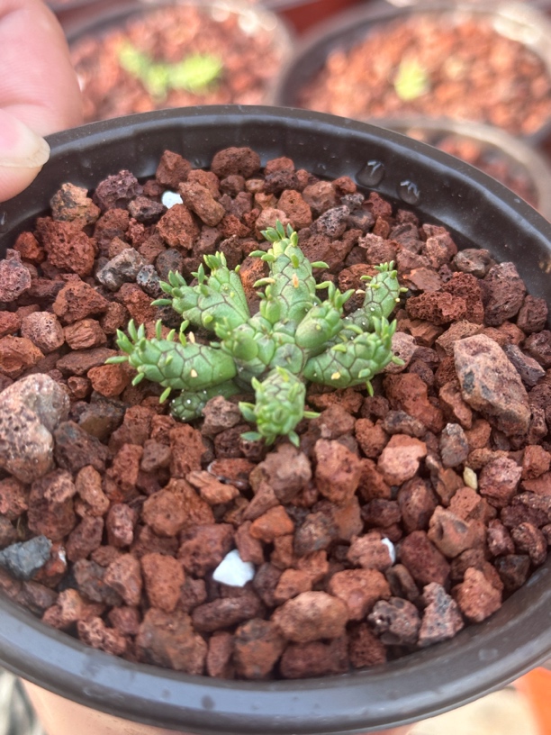 多肉植物小型杂交