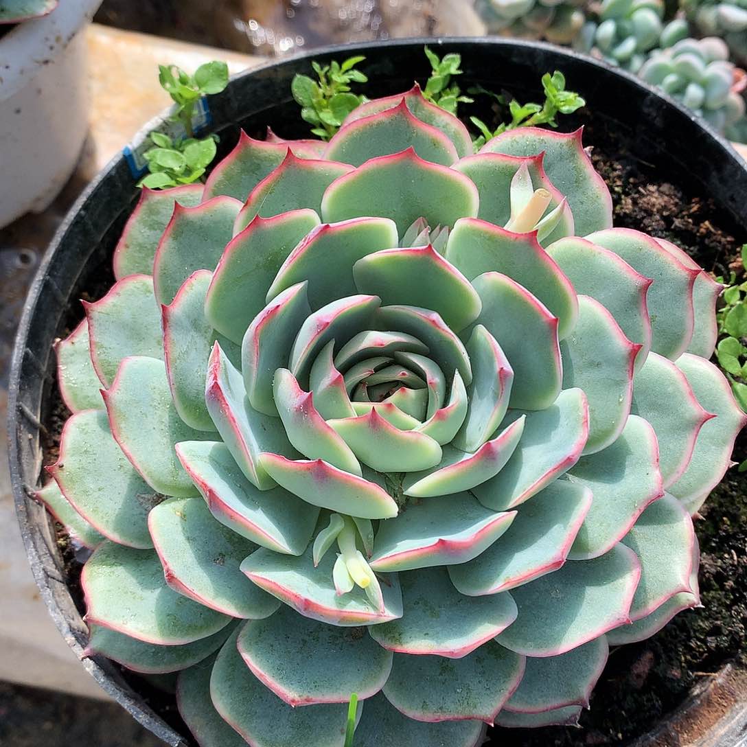 粉色提示13厘米一物一拍12-14