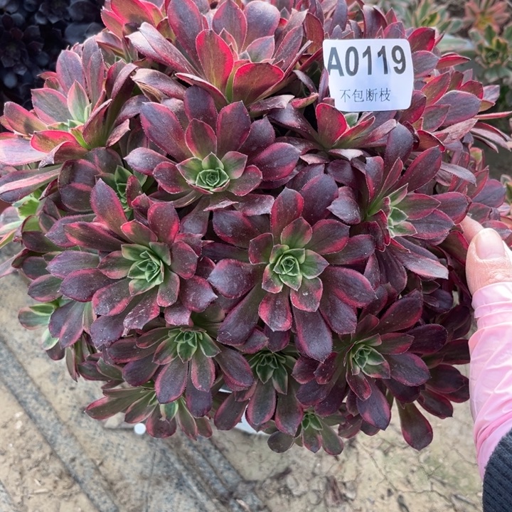 119 多肉法师不包断枝